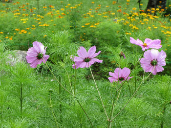 Close-up of pink cosmos flowers on field