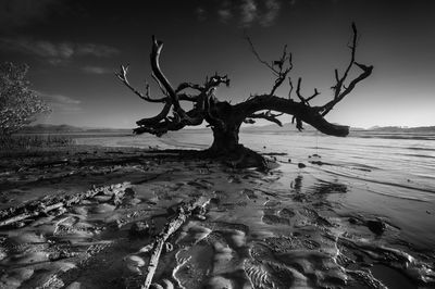 Bare tree on beach