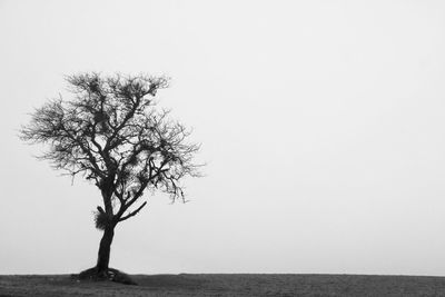 Bare trees on landscape against clear sky