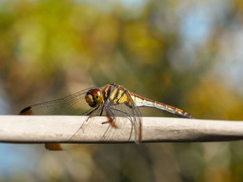 Close-up of dragonfly on railing