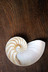 High angle view of shells on table