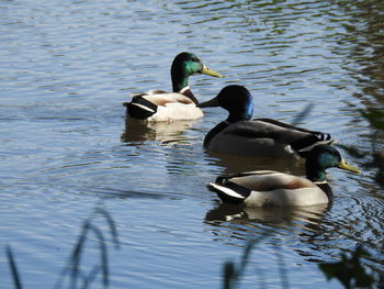 Rear view of mallard ducks floating on lake