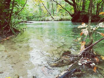 River flowing through forest