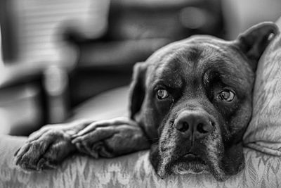 Close-up of dog lying on sofa