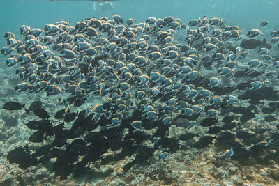 View of jellyfish in sea