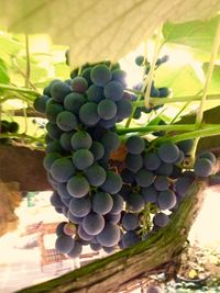 Grapes in vineyard