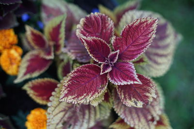 Close-up of red flowering plant leaves