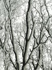 Low angle view of bare tree