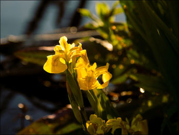 Close-up of yellow flowering plant