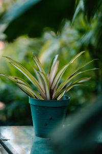Close-up of potted plant