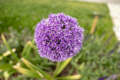 Close-up of purple flower on field