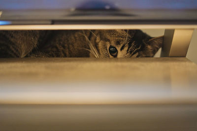 Close-up portrait of a cat