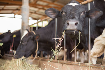 Portrait of cow in pen