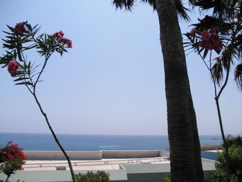 Palm tree by sea against sky