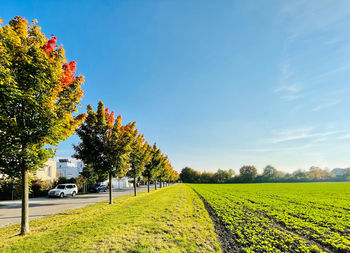 Scenic view of trees on field against sky