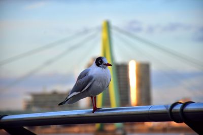 Close-up of bird perching on railing