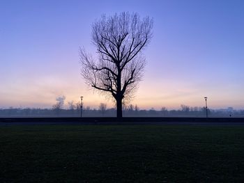 Silhouette bare tree on field against sky during sunset