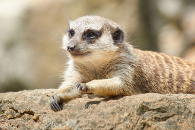 Close-up of lion looking away