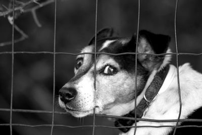 Close-up of dog in cage