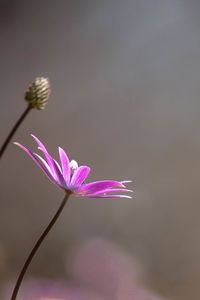 Close-up of purple flowers