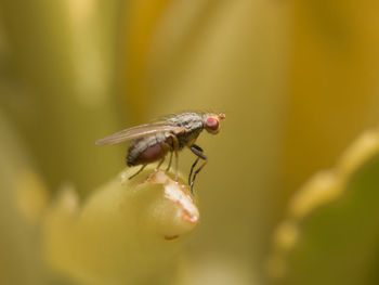 Close-up of insect on flower