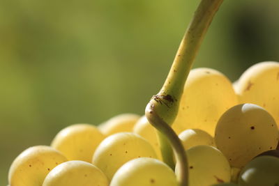 Close-up of fruit on plant