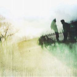 Trees in foggy weather