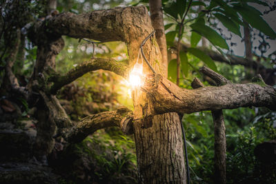 Close-up of lizard on tree in forest