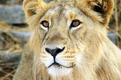 Close-up portrait of lion