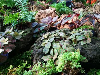 Close-up of fresh green plants