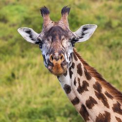 Portrait of giraffe