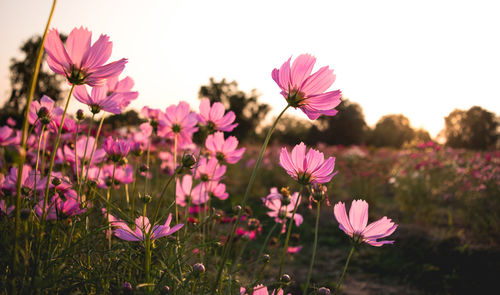 Close-up of pink cosmos flowers on field