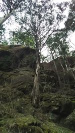 Scenic view of rocks in forest against sky