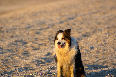 Portrait of dog running on land