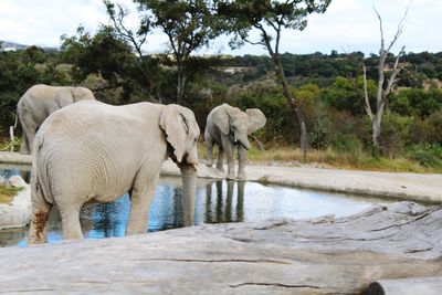 Elephant in water against sky