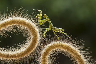 Story spesies of mantis in nature