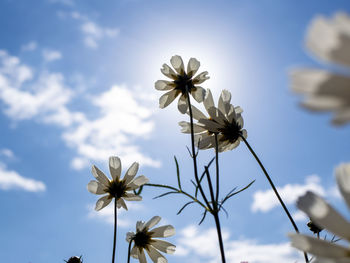 Low angle view of flowering plant against sky