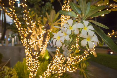 Flowers growing on tree