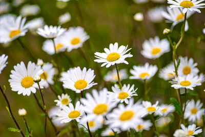 Close-up of white daisy flowers