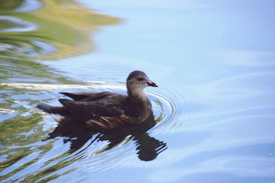 Duck swimming in lake