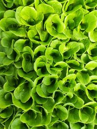 Full frame shot of green leaves