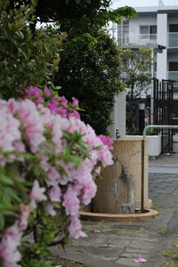 Pink flowering plants by building in city