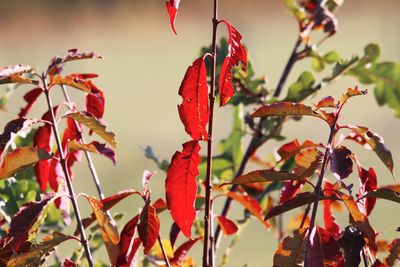 Close-up of red leaves on plant