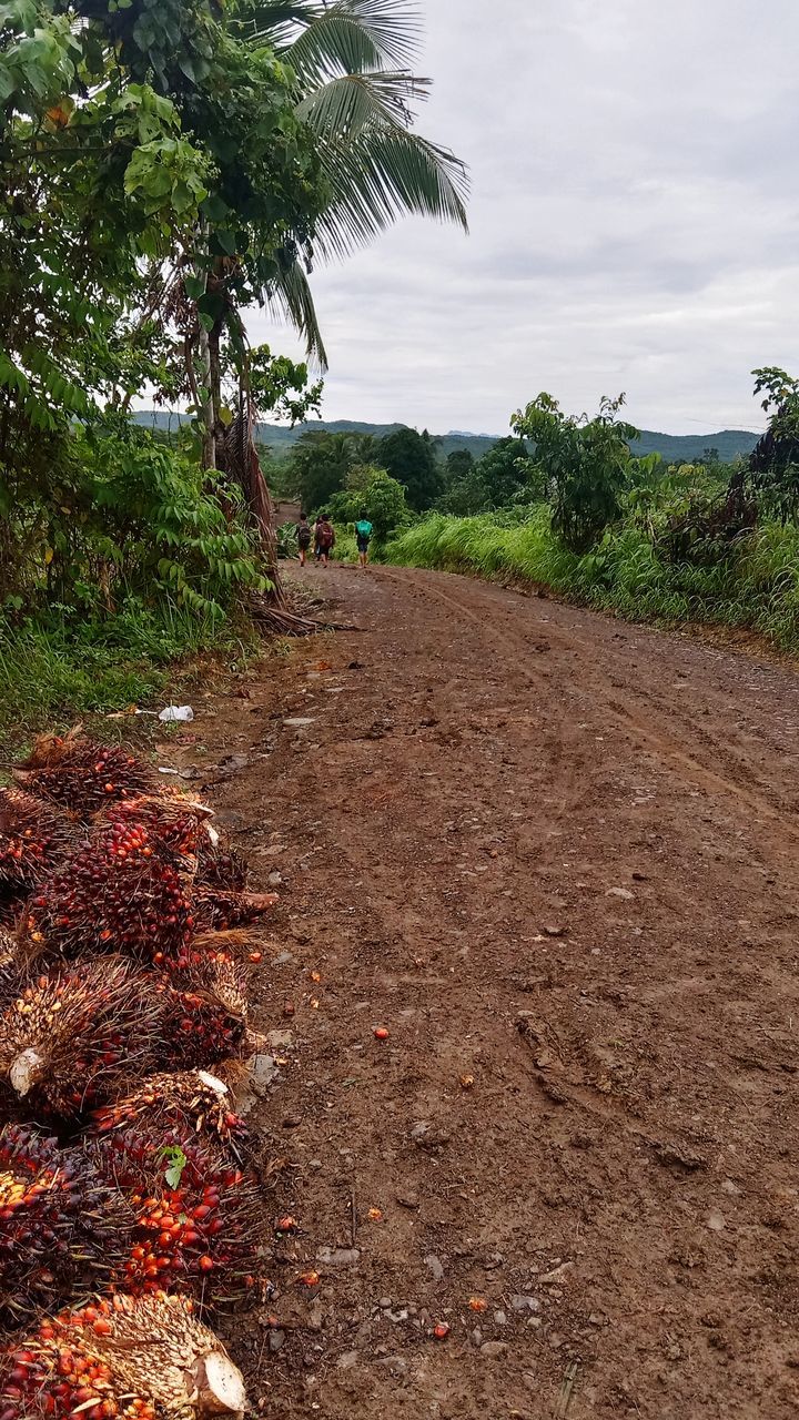 soil, plant, tree, nature, landscape, environment, land, no people, sky, growth, cloud, dirt, outdoors, day, beauty in nature, agriculture, rural scene, scenics - nature, field, leaf, rural area, food, tropical climate, non-urban scene, food and drink, tranquility, plant part