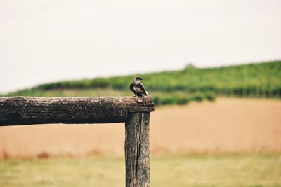 Bird perching on wooden post