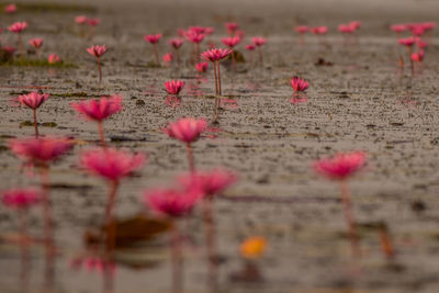 Pink lotus water lilies blooming in lake