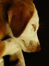 Close-up of cat resting