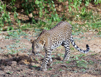 View of a cat walking