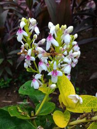 Close-up of flowers blooming outdoors