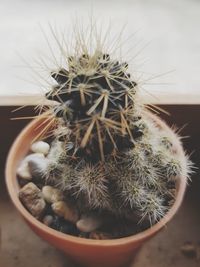 Close-up of cactus in pot